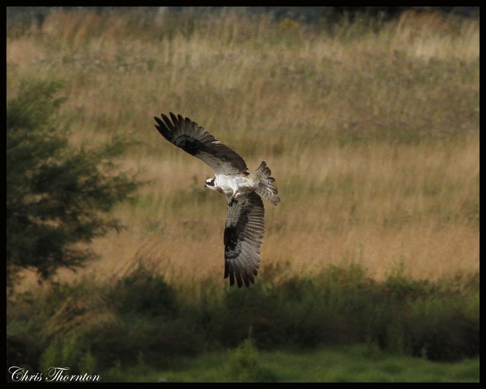Osprey