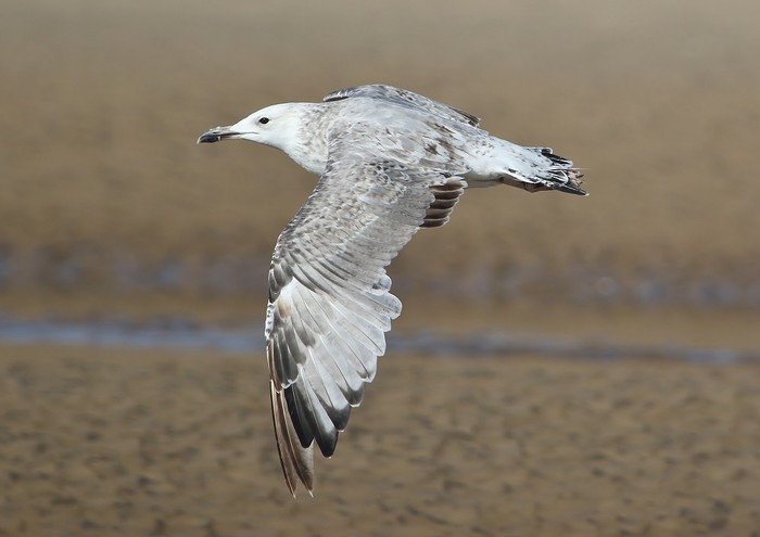 Caspian Gull