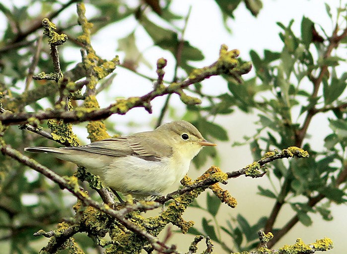 Icterine Warbler