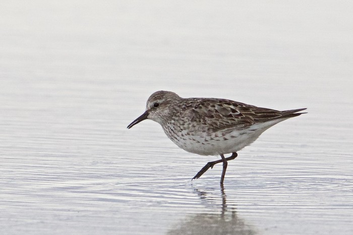 White-rumped Sandpiper