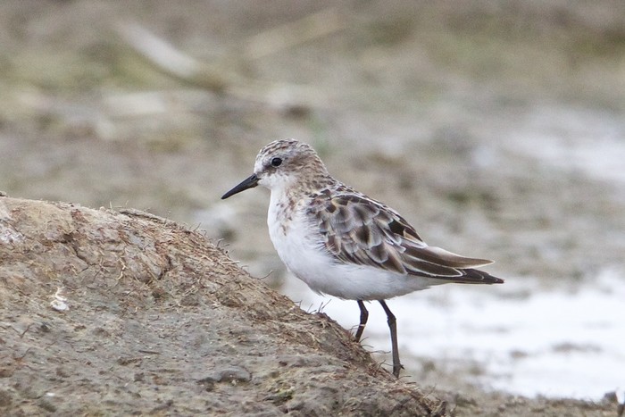 Little Stint