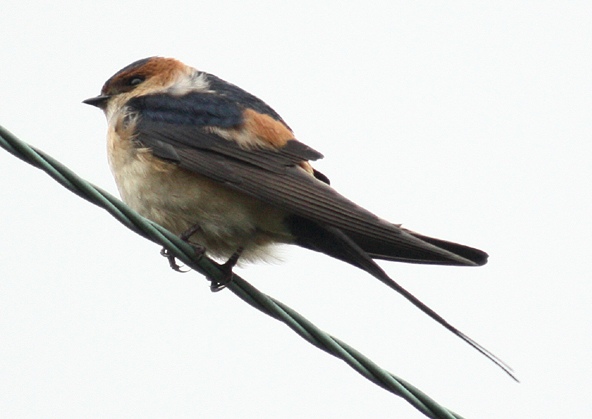 Red-rumped Swallow