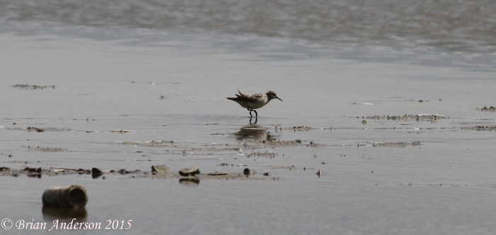 White-rumped Sandpiper