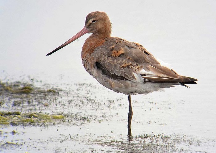 Black-tailed Godwit