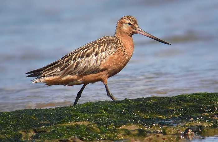 Bar-tailed Godwit