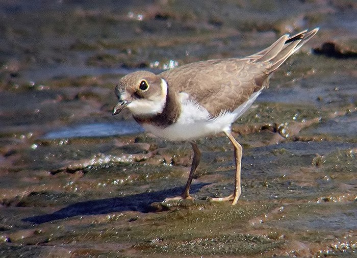 Little Ringed Plover
