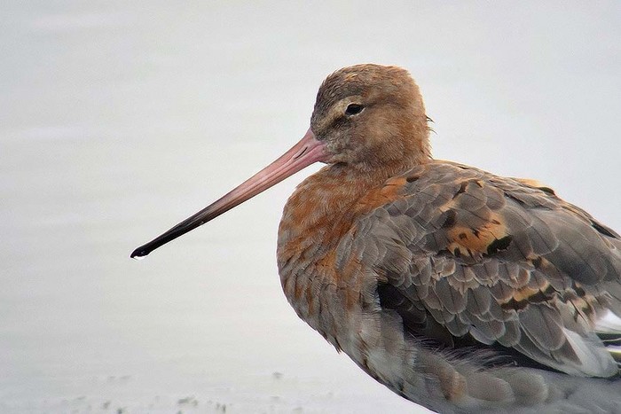 Black-tailed Godwit
