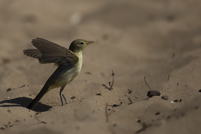 Icterine Warbler