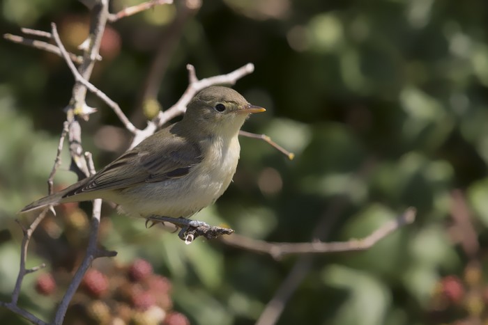 Icterine Warbler