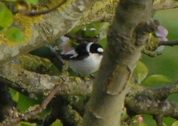 Collared Flycatcher