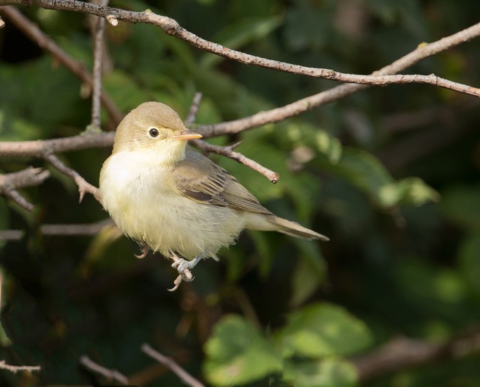 Icterine Warbler