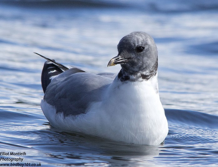 Sabine's Gull