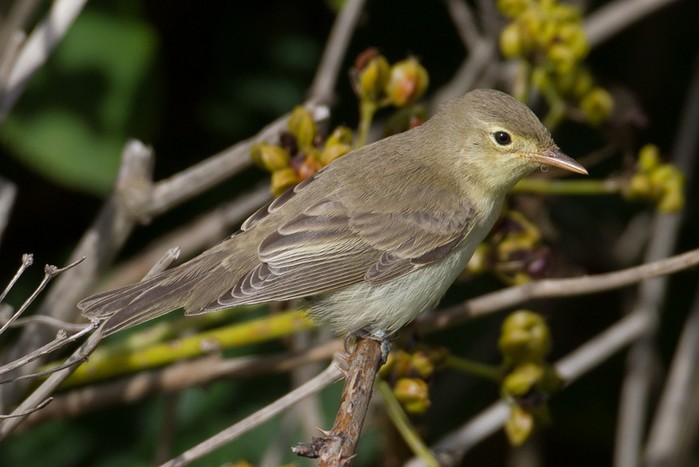 Icterine Warbler