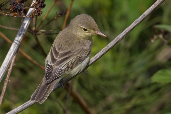 Icterine Warbler