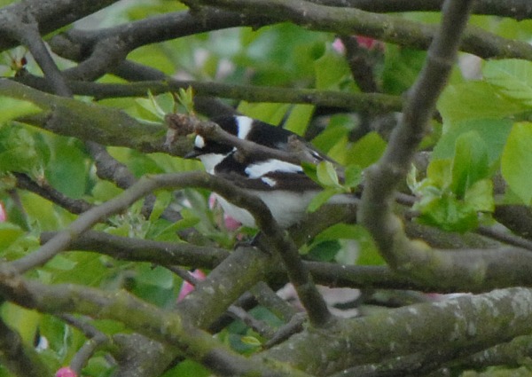Collared Flycatcher