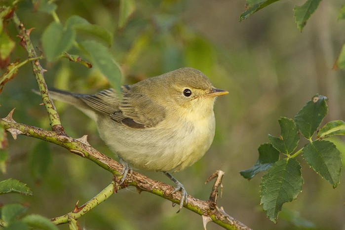 Icterine Warbler