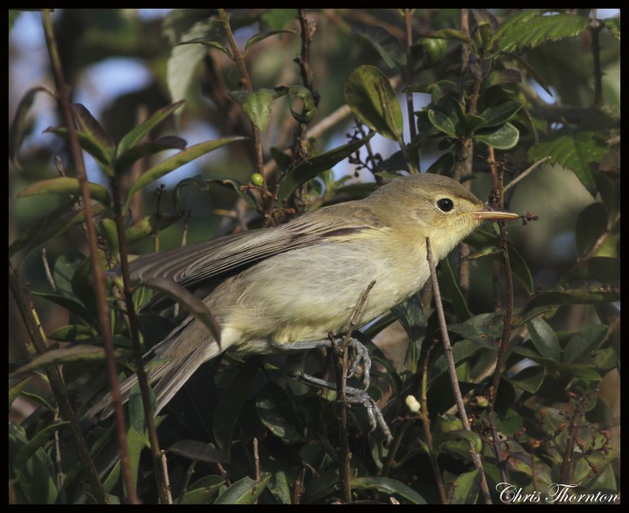Icterine Warbler