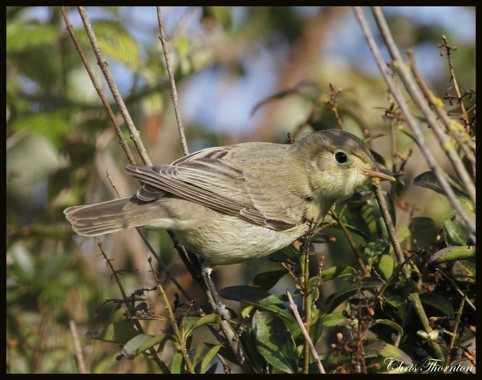 Icterine Warbler