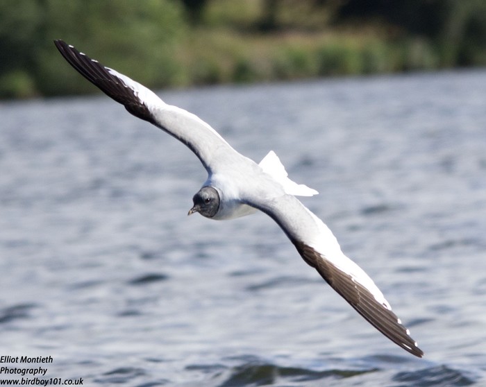 Sabine's Gull