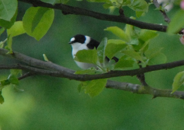 Collared Flycatcher