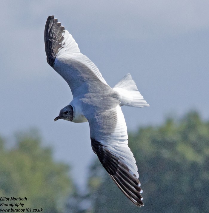 Sabine's Gull