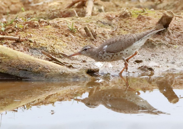 Spotted Sandpiper
