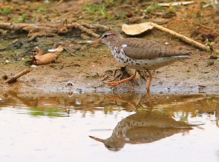 Spotted Sandpiper