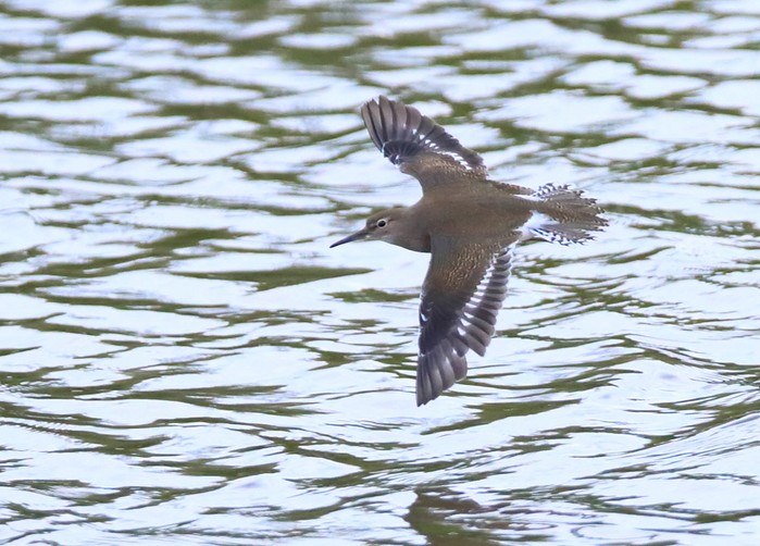Common Sandpiper