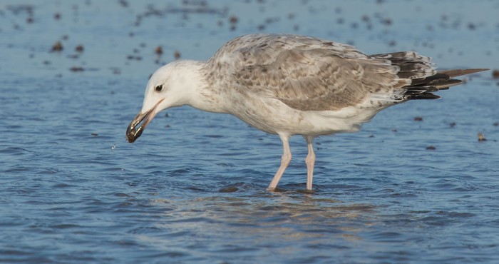 Caspian Gull