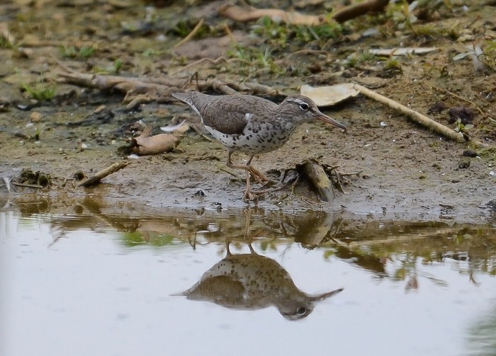 Spotted Sandpiper