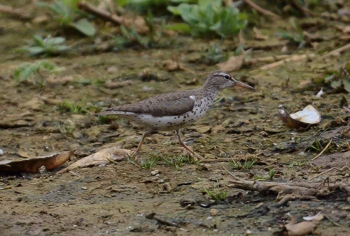 Spotted Sandpiper