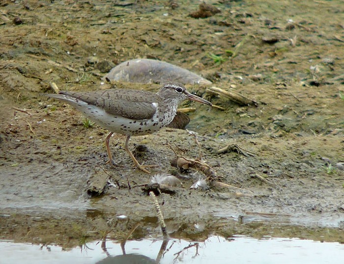 Spotted Sandpiper