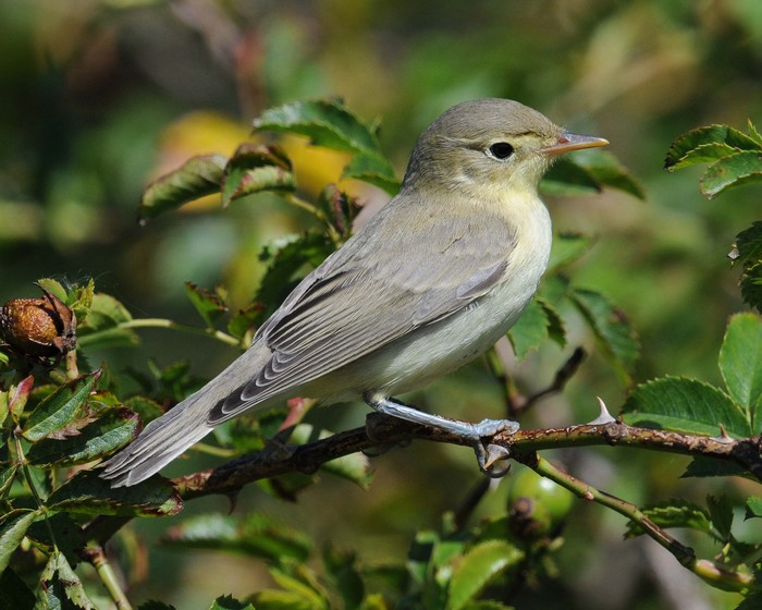 Icterine Warbler