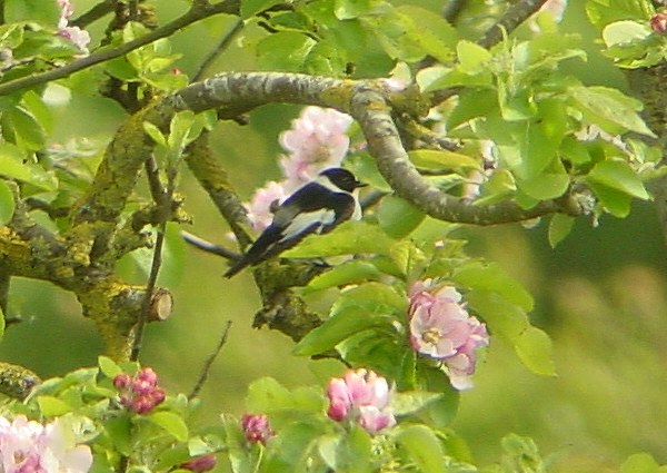 Collared Flycatcher