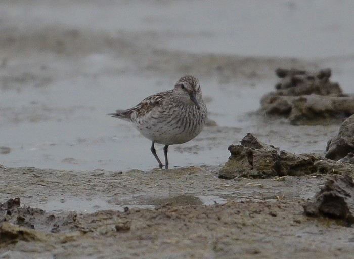 White-rumped Sandpiper