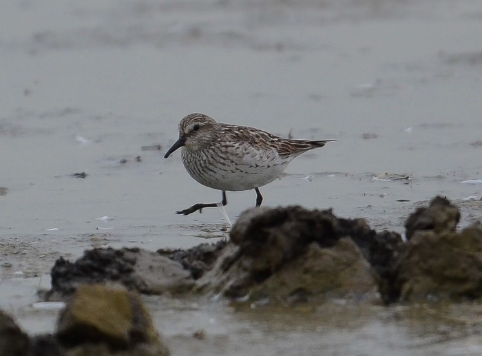 White-rumped Sandpiper