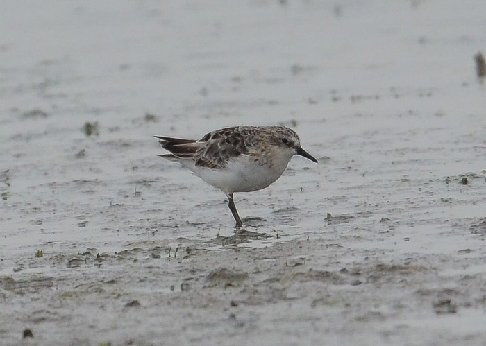 Little Stint