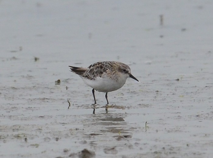 Little Stint