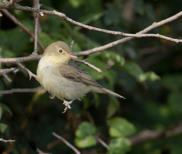 Icterine Warbler