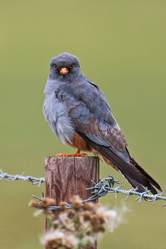 Red-footed Falcon