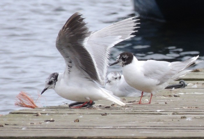 Little Gull