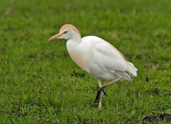 Cattle Egret