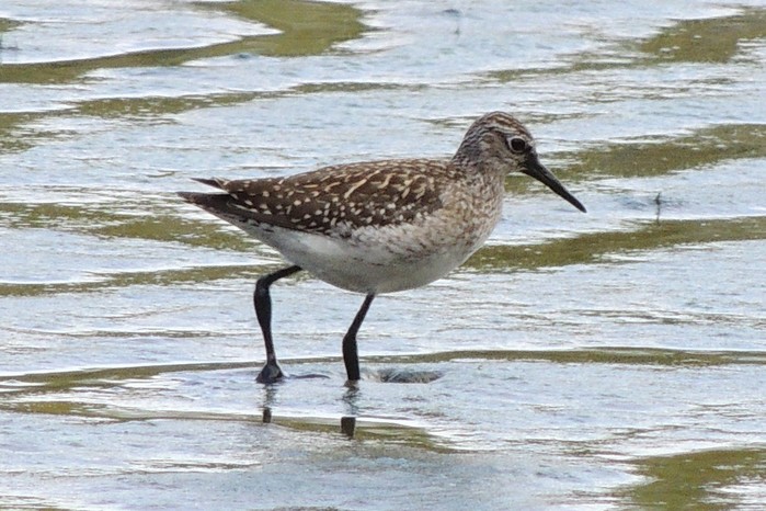 Wood Sandpiper