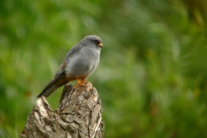 Red-footed Falcon