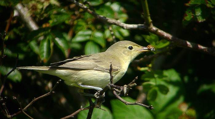 Icterine Warbler