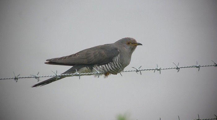 Cuckoo