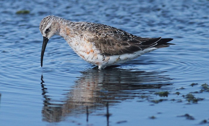 Curlew Sandpiper