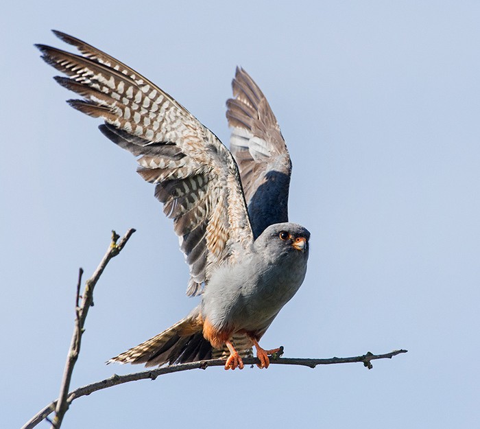 Red-footed Falcon