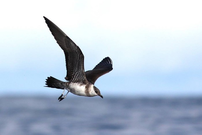 Long-tailed Skua