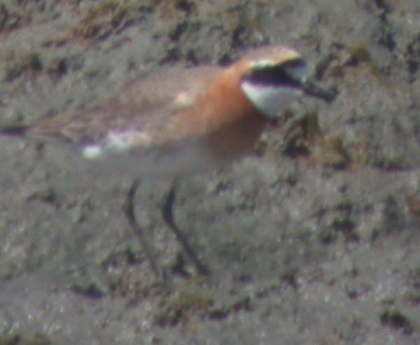 Siberian Sand Plover